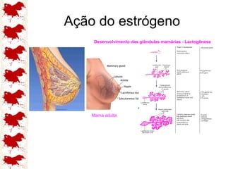Ação do estrógeno 