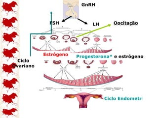 Estrógeno Progesterona*  e estrógeno Ciclo Ovariano GnRH FSH Ciclo Endometrial ou Menstrual LH Oocitação 