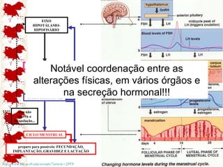 http://www.soc.ucsb.edu/sexinfo/?article=2PF8   CICLO MENSTRUAL CICLO OVARIANO CICLO HORMONAL EIXO HIPOTÁLAMO-HIPOFISÁRIO caso não ocorra a fecundação... preparo para possíveis: FECUNDAÇÃO, IMPLANTAÇÃO, GRAVIDEZ E LACTAÇÃO Notável coordenação entre as alterações físicas, em vários órgãos e na secreção hormonal!!! 
