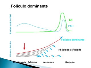 Folículo dominante
Niveles de LH- FSH



                                                                           LH
                     10

                                                                           FSH




                                                                    Folículo dominante
Diámetro folicular




                     20


                     10                                           Folículos atrésicos

                                                                                   Días
                               -10         -8                -2        0

                     Reclutamiento Selección    Dominancia             Ovulación
 