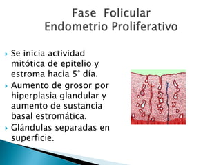    Se inicia actividad
    mitótica de epitelio y
    estroma hacia 5° día.
   Aumento de grosor por
    hiperplasia glandular y
    aumento de sustancia
    basal estromática.
   Glándulas separadas en
    superficie.
 