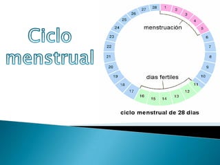 Ciclo  menstrual 