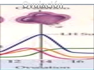 Ovulación