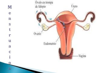 Menstruacion