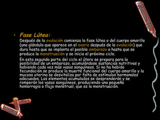 • Fase Lútea:
  Después de la ovulación comienza la fase lútea o del cuerpo amarillo
  (una glándula que aparece en el ovario después de la ovulación) que
  dura hasta que se implanta el posible embarazo o hasta que se
  produce la menstruación y se inicia el próximo ciclo.
  En esta segunda parte del ciclo el útero se prepara para la
  posibilidad de un embarazo, acumulándose sustancias nutritivas y
  habiendo cada vez más vasos sanguíneos. Si no ha habido
  fecundación se produce la muerte funcional del cuerpo amarillo y la
  mucosa uterina se desvitaliza por falta de estímulos hormonales
  adecuados. Los elementos acumulados se desprenderán y se
  romperán los vasos sanguíneos, produciendo una pequeña
  hemorragia o flujo menstrual, que es la menstruación.
 