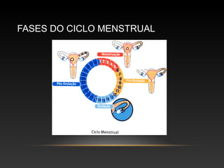 FASES DO CICLO MENSTRUAL
 