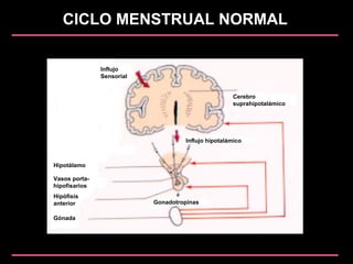 CICLO MENSTRUAL NORMAL
Influjo
Sensorial
Cerebro
suprahipotalámico
Hipotálamo
Vasos porta-
hipofisarios
Hipófisis
anterior
Gónada
Gonadotropinas
Influjo hipotalámico
 