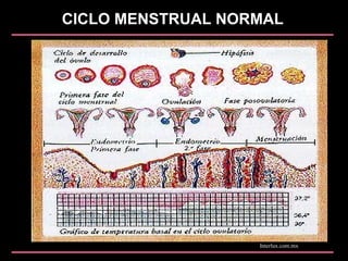 CICLO MENSTRUAL NORMAL
Interlux.com.mx
 