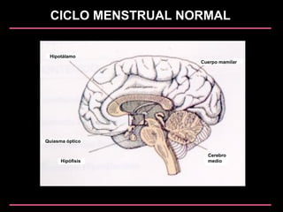 CICLO MENSTRUAL NORMAL
Hipotálamo
Quiasma óptico
Hipófisis
Cerebro
medio
Cuerpo mamilar
 