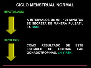CICLO MENSTRUAL NORMAL
HIPOTALAMO
HIPOFISIS
A INTERVALOS DE 90 - 120 MINUTOS
SE SECRETA DE MANERA PULSATIL
LA GNRH.
COMO RESULTADO DE ESTE
ESTIMULO SE LIBERAN LAS
GONADOTROPINAS. LH Y FSH.
 