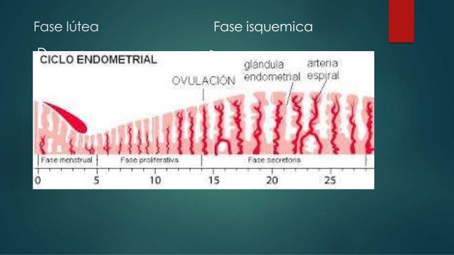Ciclo menstrual