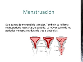 Ciclo menstrual | PPT