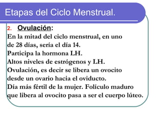 Etapas del Ciclo Menstrual.
2. Ovulación:
En la mitad del ciclo menstrual, en uno
de 28 días, sería el día 14.
Participa la hormona LH.
Altos niveles de estrógenos y LH.
Ovulación, es decir se libera un ovocito
desde un ovario hacia el oviducto.
Día más fértil de la mujer. Folículo maduro
que libera al ovocito pasa a ser el cuerpo lúteo.
 