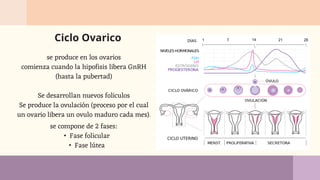 Ciclo Ovarico
se produce en los ovarios
comienza cuando la hipofisis libera GnRH
(hasta la pubertad)
Se desarrollan nuevos foliculos
Se produce la ovulación (proceso por el cual
un ovario libera un ovulo maduro cada mes).
se compone de 2 fases:
• Fase folicular
• Fase lútea
 