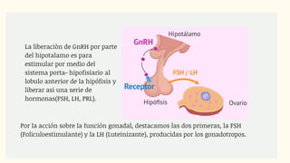 Por la acción sobre la función gonadal, destacamos las dos primeras, la FSH
(Foliculoestimulante) y la LH (Luteinizante), producidas por los gonadotropos.
La liberaciòn de GnRH por parte
del hipotalamo es para
estimular por medio del
sistema porta- hipofisiario al
lobulo anterior de la hipófisis y
liberar asi una serie de
hormonas(FSH, LH, PRL).
 