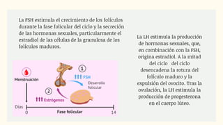 La FSH estimula el crecimiento de los folículos
durante la fase folicular del ciclo y la secreción
de las hormonas sexuales, particularmente el
estradiol de las células de la granulosa de los
folículos maduros.
La LH estimula la producción
de hormonas sexuales, que,
en combinación con la FSH,
origina estradiol. A la mitad
del ciclo del ciclo
desencadena la rotura del
folículo maduro y la
expulsión del ovocito. Tras la
ovulación, la LH estimula la
producción de progesterona
en el cuerpo lúteo.
 