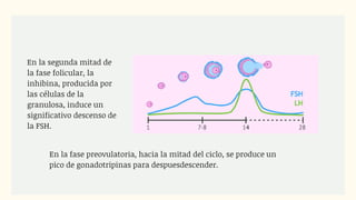 En la segunda mitad de
la fase folicular, la
inhibina, producida por
las células de la
granulosa, induce un
significativo descenso de
la FSH.
En la fase preovulatoria, hacia la mitad del ciclo, se produce un
pico de gonadotripinas para despuesdescender.
 