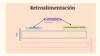 ciclo mestrual
ciclo ovarico ciclo endometrial o uterino
Retroalimentación
fase preovulatoria fase postovulatoria
fase folicular
fase lutea
fase mestrual
fase proliferativa
fase secretora
fase
preovulatoria
fase
postovulatoria
 