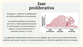 Estrógenos - producen la proliferación
de células epiteliales en el endometrio.
La superficie epitelial se incrementa
entre los 3 y 7 días después de iniciada
la menstruación e irá aumentando su
espesor, el cual al momento de la
ovulación será de 3 a 4 mm.
fase
proliferativa
Las glándulas endometriales secretan un moco delgado, que se alinea por sí mismo formando
conductos que ayudan a guiar a los espermatozoides en la dirección apropiada hacia las trompas.
 