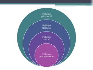 Folículo
primordial
Folículo
preantral
Folículo
antral
Folículo
preovulatorio
 