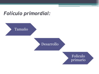 Folículo primordial:
Tamaño
Desarrollo
Folículo
primario
 