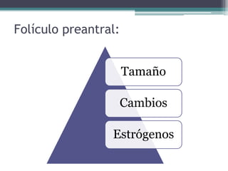 Folículo preantral:
Tamaño
Cambios
Estrógenos
 