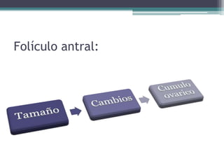 Folículo antral:
 