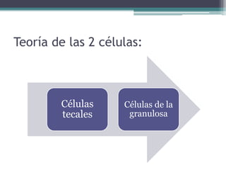 Teoría de las 2 células:
Células
tecales
Células de la
granulosa
 