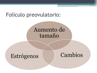 Folículo preovulatorio:
Aumento de
tamaño
CambiosEstrógenos
 