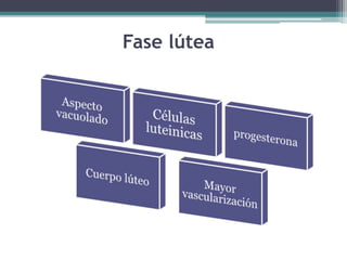 Fase lútea
 