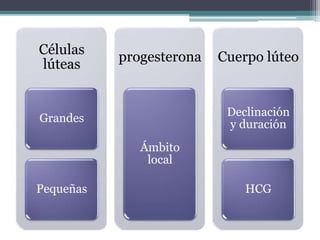 Células
lúteas
Grandes
Pequeñas
progesterona
Ámbito
local
Cuerpo lúteo
Declinación
y duración
HCG
 