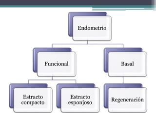 Endometrio
Funcional
Estracto
compacto
Estracto
esponjoso
Basal
Regeneración
 