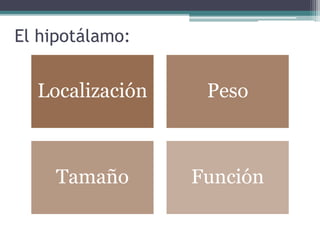 El hipotálamo:
Localización Peso
Tamaño Función
 