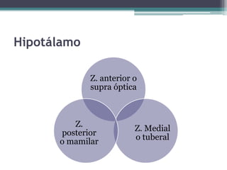 Hipotálamo
Z. anterior o
supra óptica
Z. Medial
o tuberal
Z.
posterior
o mamilar
 