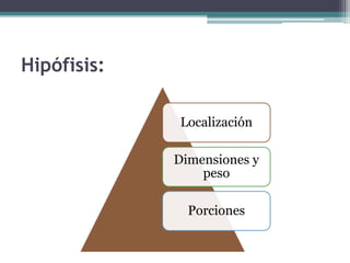 Hipófisis:
Localización
Dimensiones y
peso
Porciones
 