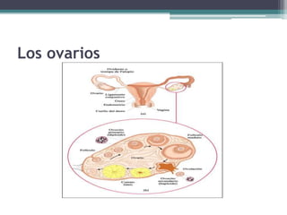 Los ovarios
 