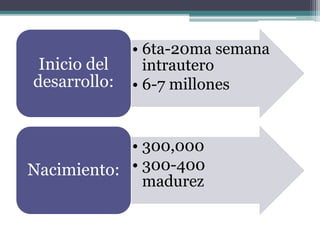 • 6ta-20ma semana
intrautero
• 6-7 millones
Inicio del
desarrollo:
• 300,000
• 300-400
madurez
Nacimiento:
 