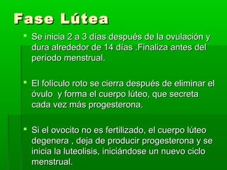 Fase Lútea
 Se inicia 2 a 3 días después de la ovulación y
dura alrededor de 14 días .Finaliza antes del
período menstrual.
 El folículo roto se cierra después de eliminar el
óvulo y forma el cuerpo lúteo, que secreta
cada vez más progesterona.
 Si el ovocito no es fertilizado, el cuerpo lúteo
degenera , deja de producir progesterona y se
inicia la luteolisis, iniciándose un nuevo ciclo
menstrual.

 