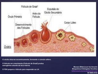 Monara Bittencourt de Amorim
Bioquímica-Citologista Oncótica
bittencourt.monara&@gmail.com
84 9985 8153
O oócito situa-se excentricamente, formando o cúmulo oóforo.
O folículo em crescimento (Folículo de Graaf) produz
estrogênios através da teca interna.
O FSH prepara o folículo para responder ao LH.
 
