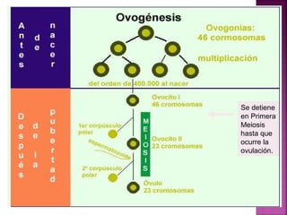 Se detiene
en Primera
Meiosis
hasta que
ocurre la
ovulación.
 