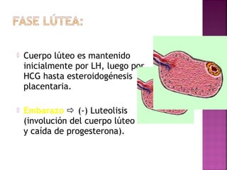  Cuerpo lúteo es mantenido
inicialmente por LH, luego por
HCG hasta esteroidogénesis
placentaria.
 Embarazo  (-) Luteolisis
(involución del cuerpo lúteo
y caída de progesterona).
 