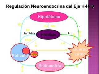 Folículo
Endometrio
Hipotálamo
Hipófisis
Cuerpo
LúteoOvo
P
P
LHL
H
FSH
E2
E2
Inhibina
E
2
P
Gn RH
Regulación Neuroendocrina del Eje H-H-ORegulación Neuroendocrina del Eje H-H-O
E
2E
2
 