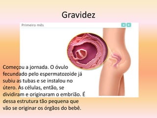 Gravidez




Começou a jornada. O óvulo
fecundado pelo espermatozoide já
subiu as tubas e se instalou no
útero. As células, então, se
dividiram e originaram o embrião. É
dessa estrutura tão pequena que
vão se originar os órgãos do bebê.
 