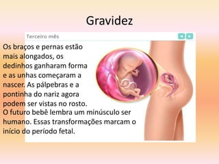 Gravidez
Os braços e pernas estão
mais alongados, os
dedinhos ganharam forma
e as unhas começaram a
nascer. As pálpebras e a
pontinha do nariz agora
podem ser vistas no rosto.
O futuro bebê lembra um minúsculo ser
humano. Essas transformações marcam o
início do período fetal.
 