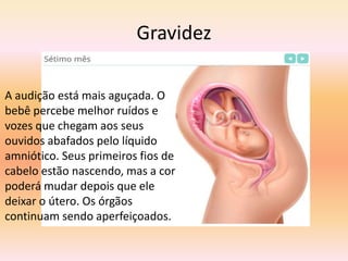 Gravidez

A audição está mais aguçada. O
bebê percebe melhor ruídos e
vozes que chegam aos seus
ouvidos abafados pelo líquido
amniótico. Seus primeiros fios de
cabelo estão nascendo, mas a cor
poderá mudar depois que ele
deixar o útero. Os órgãos
continuam sendo aperfeiçoados.
 