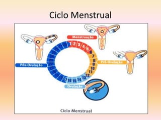 Ciclo Menstrual
 