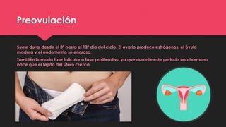 Preovulación
Suele durar desde el 8º hasta el 13º día del ciclo. El ovario produce estrógenos, el óvulo
madura y el endometrio se engrosa.
También llamada fase folicular o fase proliferativa ya que durante este periodo una hormona
hace que el tejido del útero crezca.
 