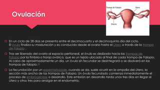 Ovulación
 En un ciclo de 28 días se presenta entre el decimocuarto y el decimoquinto día del ciclo.
El óvulo finaliza su maduración y es conducido desde el ovario hasta el útero a través de la trompa
de Falopio .
 Tras ser liberado del ovario al espacio peritoneal, el óvulo es deslizado hacia las trompas de
Falopio por la fimbria o franja ovárica, que es un tejido ubicado al final de cada trompa de Falopio.
Al cabo de aproximadamente un día, un óvulo sin fecundar se desintegrará o se disolverá en las
trompas de falopio.10
 La fecundación por un espermatozoide, cuando se da, suele ocurrir en la ampolla del útero, la
sección más ancha de las trompas de Falopio. Un óvulo fecundado comienza inmediatamente el
proceso de embriogénesis o desarrollo. Este embrión en desarrollo tarda unos tres días en llegar al
útero y otros tres para arraigar en el endometrio.
 