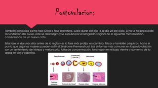 Postovulacion:
También conocida como fase lútea o fase secretora. Suele durar del día 16 al día 28 del ciclo. Si no se ha producido
fecundación del óvulo, este se desintegra y se expulsa por el sangrado vaginal de la siguiente menstruación,
comenzando así un nuevo ciclo.
Esta fase se da unos días antes de la regla y es la fase más prolija en cambios físicos y también psíquicos, hasta el
punto que algunas mujeres pueden sufrir el Síndrome Premenstrual. Los síntomas más comunes en la postovulación
son un sentimiento de tristeza y melancolía, falta de concentración, hinchazón en el bajo vientre y aumento de la
grasa en piel y cabellos.
 
