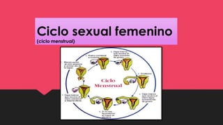 Ciclo sexual femenino
(ciclo menstrual)
 